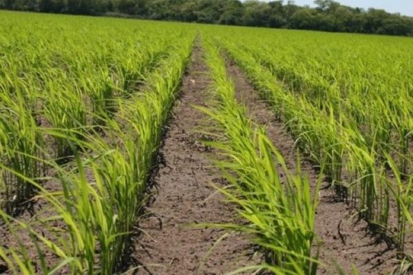 Producción agrícola del estado Guárico podría romper récord en 2024