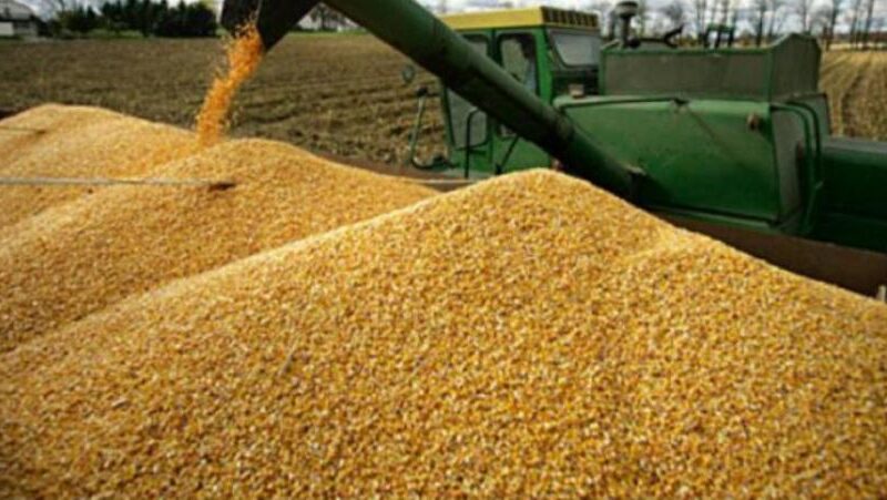 China podría cancelar compra de maíz a EEUU para optar por Brasil