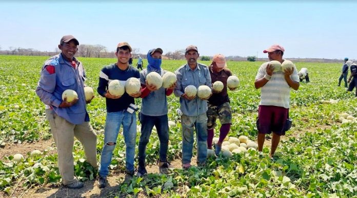 Guárico detrás de gran parte de la producción del melón en el país