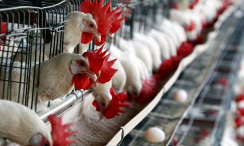 Producción y consumo de pollo en Venezuela aumentó un 5,5%