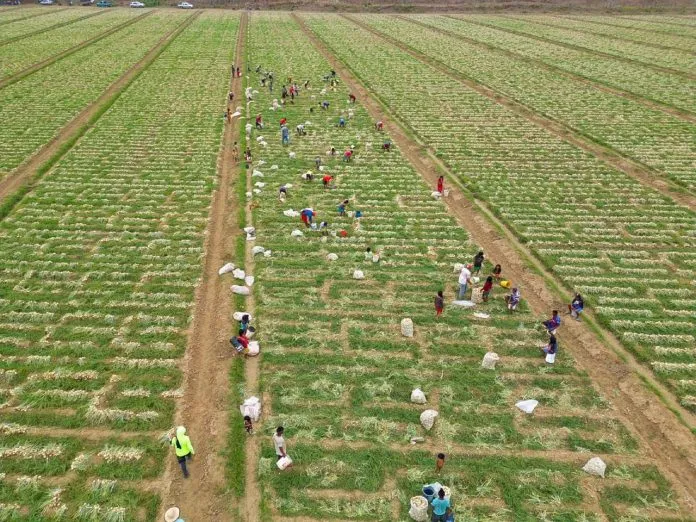 Adelantan cosecha de más de 645 hectáreas de cebolla en Guárico
