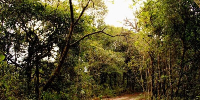 Venezuela perdió cerca de 27.500 hectáreas de bosques primarios en 2023