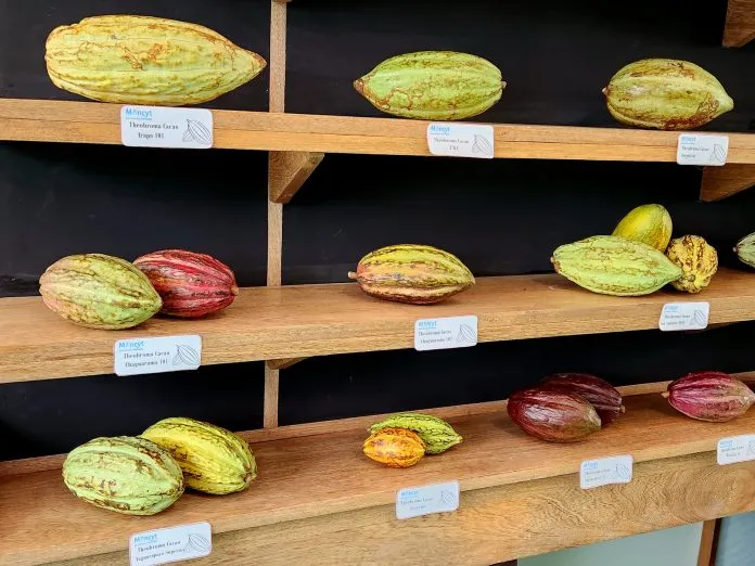 Sucre busca erradicar la escoba de bruja en sus cultivos de cacao