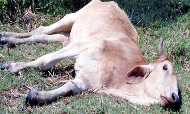 Ospino | Insai reporta foco de rabia en bovinos y solicita revacunación inmediata