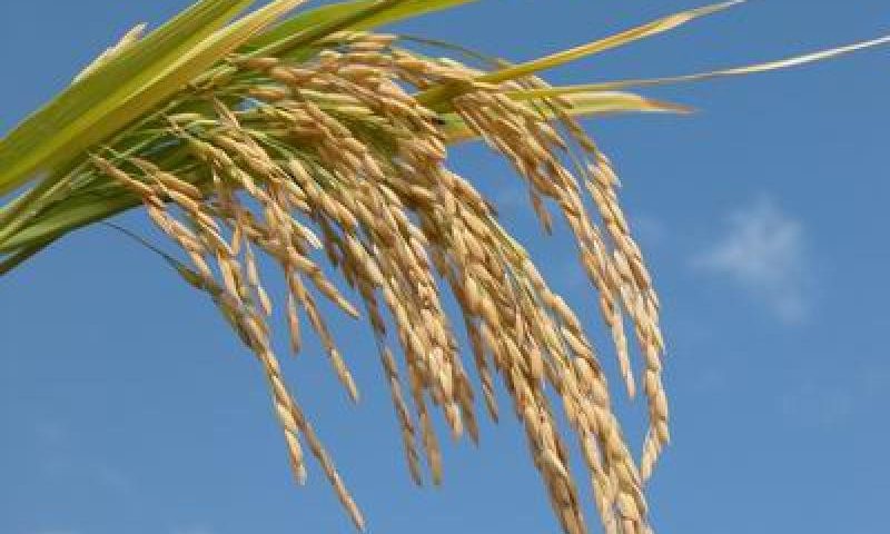 Superficie sembrada de maíz y arroz disminuirá un 10% según estudio de la SVIAA
