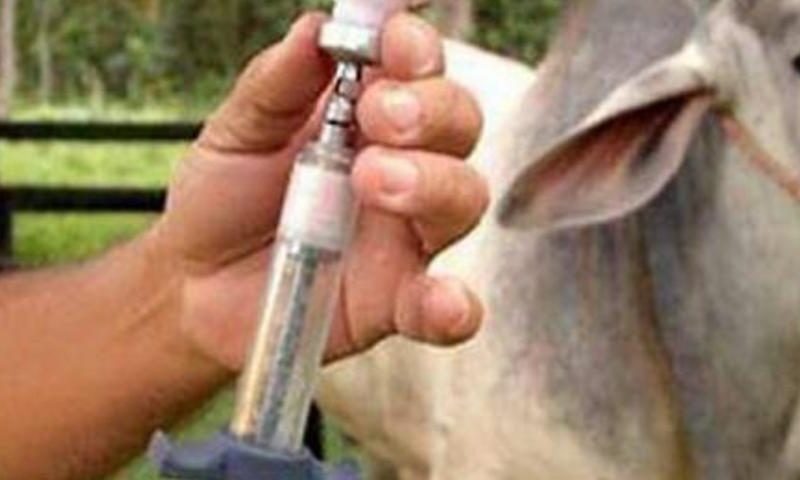 Anuncian ciclo de vacunación contra la fiebre aftosa para el 01 de mayo