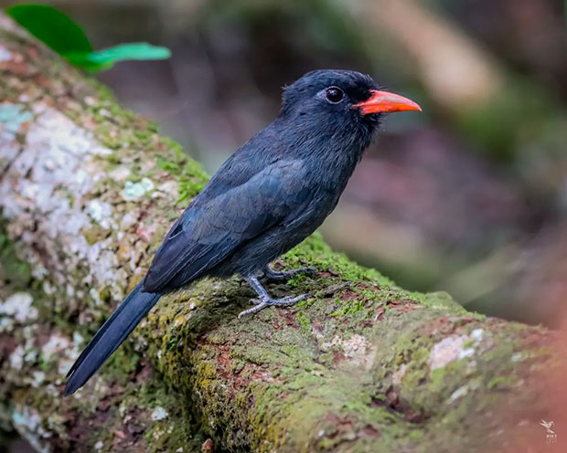 Llegan nuevas especies de aves a Venezuela para mejor ecosistema