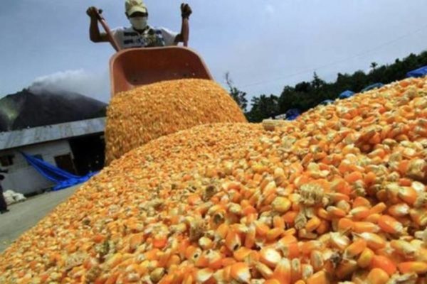 Definen acciones para crear una gran zona productora de alimentos en Venezuela