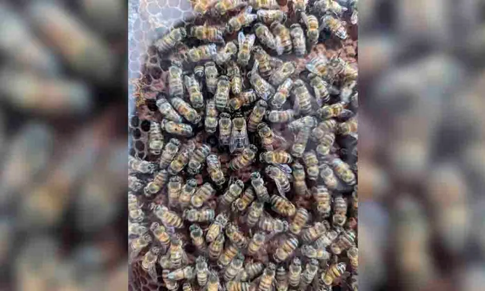 UCV Maracay alza la voz por la conservación de las abejas