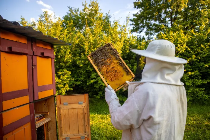 Las abejas polinizan nuestros alimentos y protegen al planeta