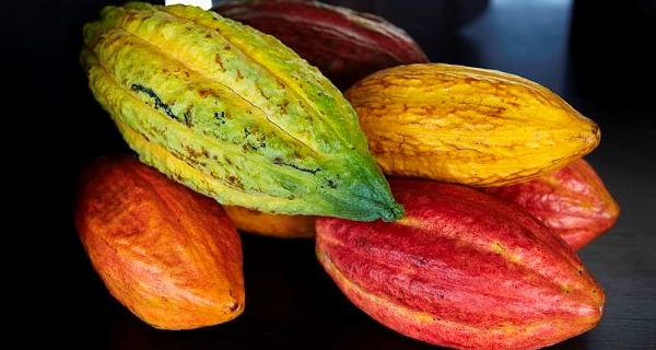 Maduro anuncia fondo para compensar a productores de cacao por caídas de precios