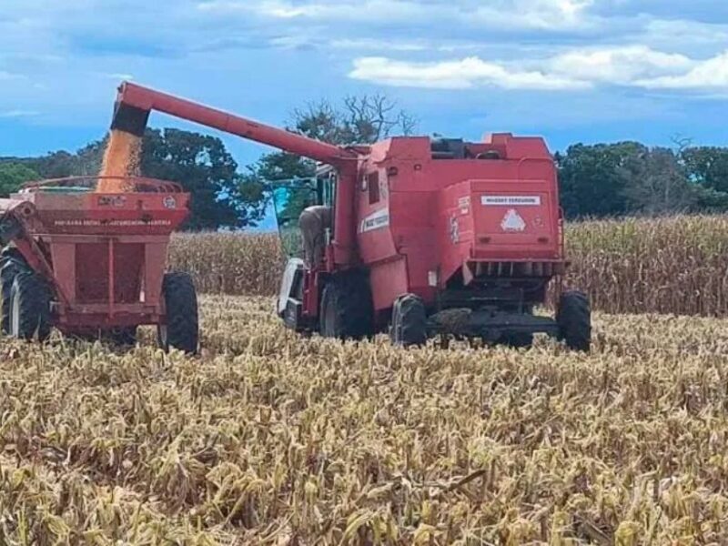 Gusano cogollero amenaza las cosechas de maíz en Venezuela