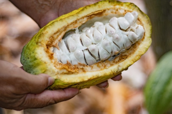 ¡Fiebre del cacao! Bank of America ve oportunidades para invertir en chocolate