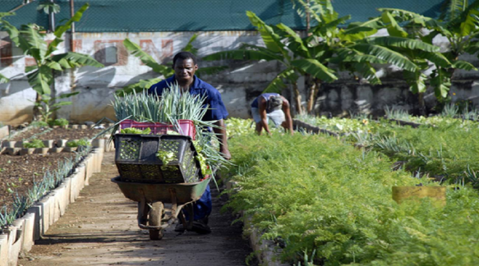 Universidades ofrecen formación integral a productores agrourbanos