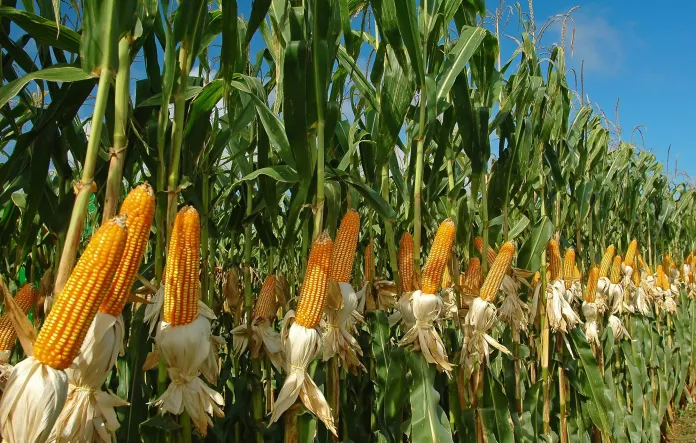 Producción de maíz blanco abastece 58 % de la demanda del país