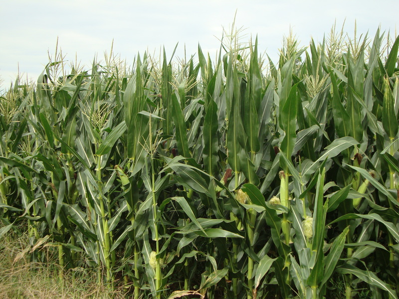 Retraso en la entrega de urea podría afectar rendimientos del maíz