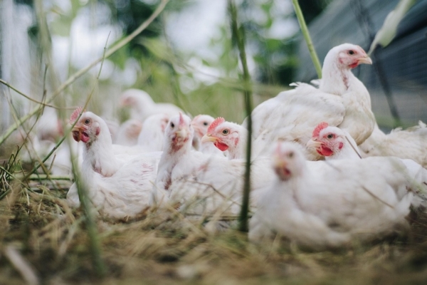 Brasil suspendió las exportaciones de carnes de aves y productos avícolas a 44 países
