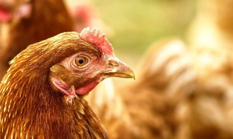 Gremio avícola espera crecimiento del 8% para el segundo semestre de este 2024
