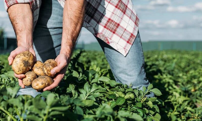 Sviaa y Fondonorma anuncian proyecto para otorgar certificaciones agrícolas