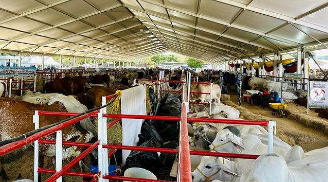 Apure es un estado bandera en cría de ganado