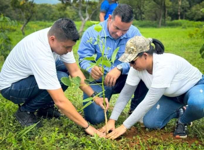 Más de 300 mil plantas listas en Portuguesa para plan de reforestación