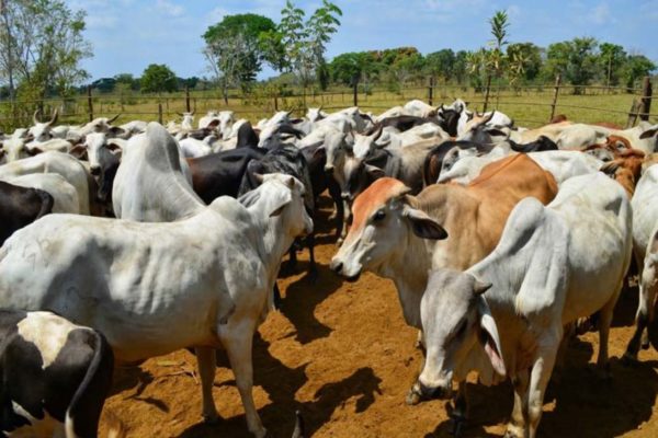 Confagan solicitará una reunión con ANSA para hablar sobre el precio de la carne en supermercados