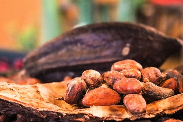 Asoprocave: Venezuela solo aporta el 0.6% de la producción mundial de cacao