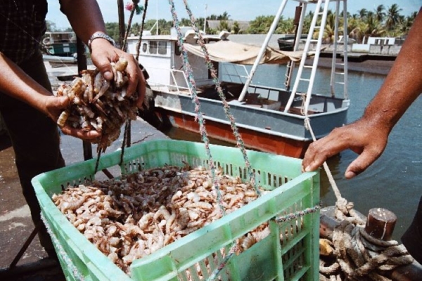 Asociación de Camaroneros del Zulia: producción de camarones creció 20% este año