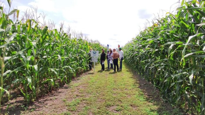 Fedeagro Portuguesa se queja del precio del maíz establecido por la agroindustria