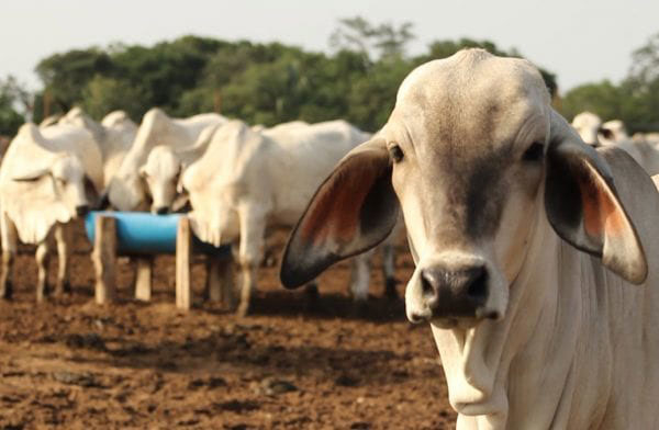 Barinas aporta el 33% de la carne que se consume en el país