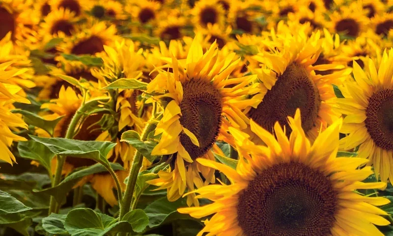 Más de 300 dólares se ubica paquete tecnológico para la siembra de una hectárea de girasol