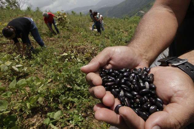 Plan de Siembra de Caraota busca producir y distribuir el rubro en el país