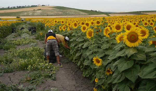 Coposa firma convenio con asociaciones agrícolas de Portuguesa para sobrepasar las 15 mil hectáreas de girasoles