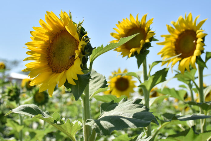 Agricultores de Portuguesa estiman crecimiento en la producción de ajonjolí y girasol