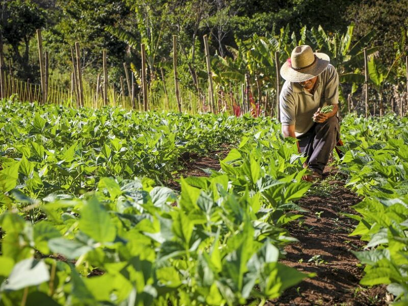 Proponen la «agricultura de contrato» para lograr financiamientos en el sector