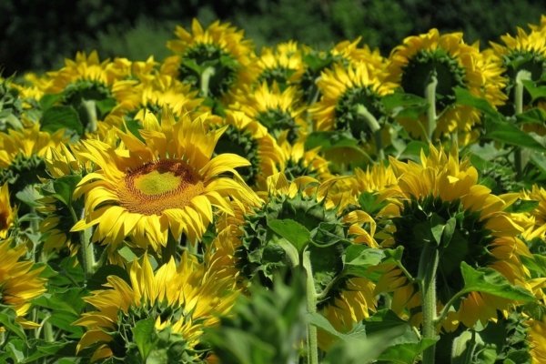 Cultivo de ajonjolí y girasol lideran siembras del norte verano