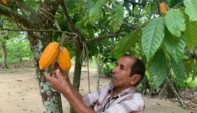 Cacao venezolano obtiene Indicaciones Geográficas Protegidas