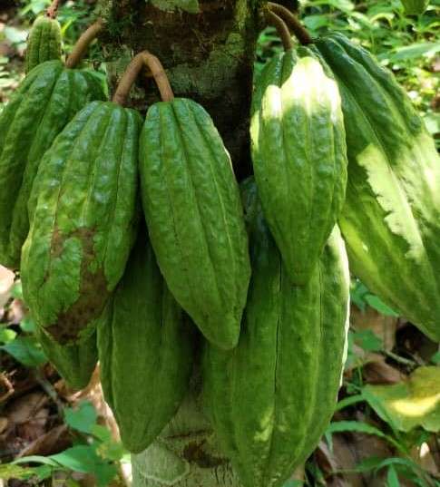 Innovación tecnológica fortalece el cacao