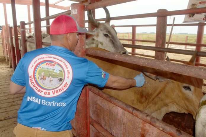 Inicia segundo ciclo de vacunación contra la Fiebre Aftosa en Barinas