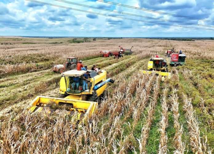 Guárico lidera la producción de cereales en el país