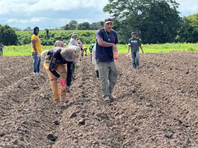 En Monagas inició cultivo de semillas rumbo al plan de siembra 2025