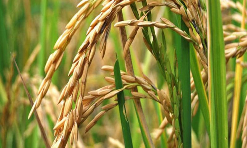 Fedeagro: Cultivo de arroz disminuye por falta de financiamiento