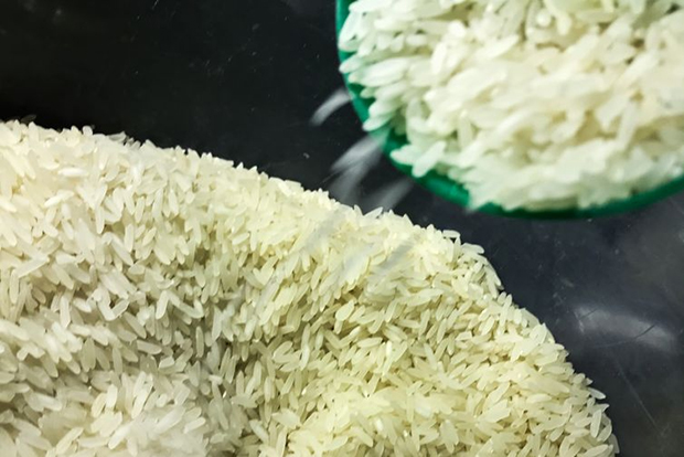 Guárico alcanza récord histórico en siembra de arroz