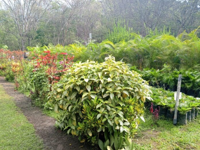 Caoba, cedro, merey, mijao y palmas serán plantadas en todo el estado Aragua