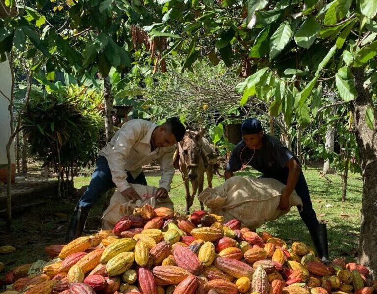 Premian en Moscú chocolate hecho con cacao de Choroní