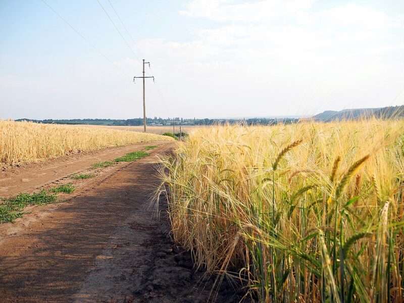Innovación Agrícola: Un Camino para la Revitalización Económica de Venezuela