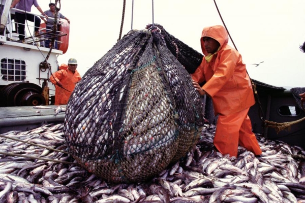 El otro costo del combustible: US$20 millones en pérdidas ocasiona paralización de pesca industrial en Sucre