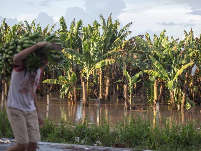 Baja precio del plátano por inundaciones de sembradíos en el Zulia