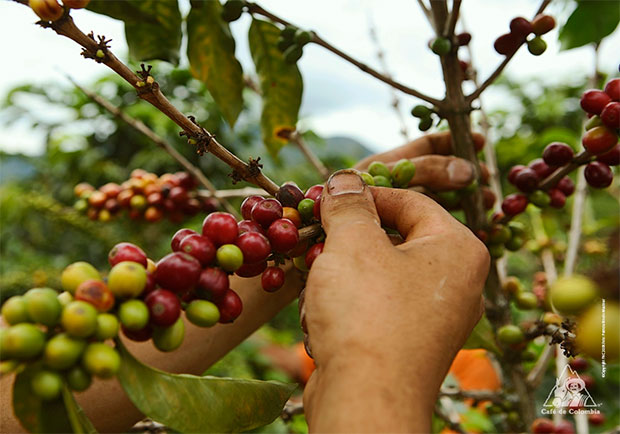 Para 2025 la producción nacional de café se sitúa en 1 millón 200 mil quintales