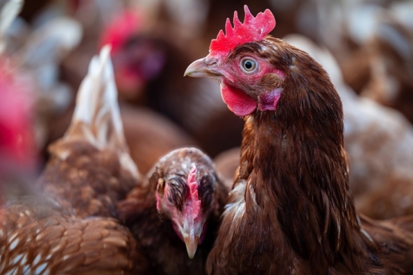 Sunaval autorizó la primera emisión de Título Agrofinanciero en Bolpriaven